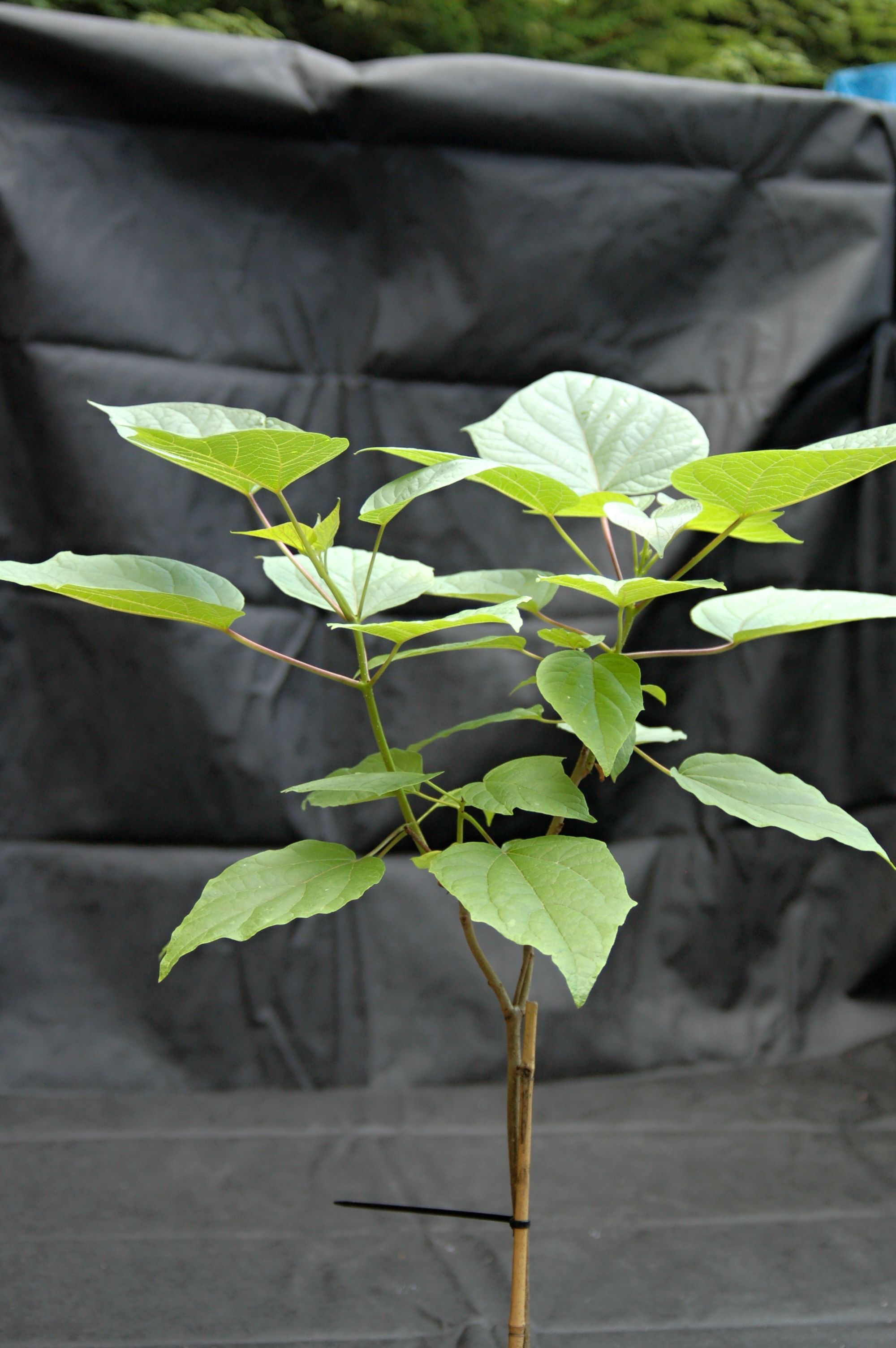 Katalpa trubačovitá "CATALPA BIGNONIOIDES NANA", výška + 130 cm