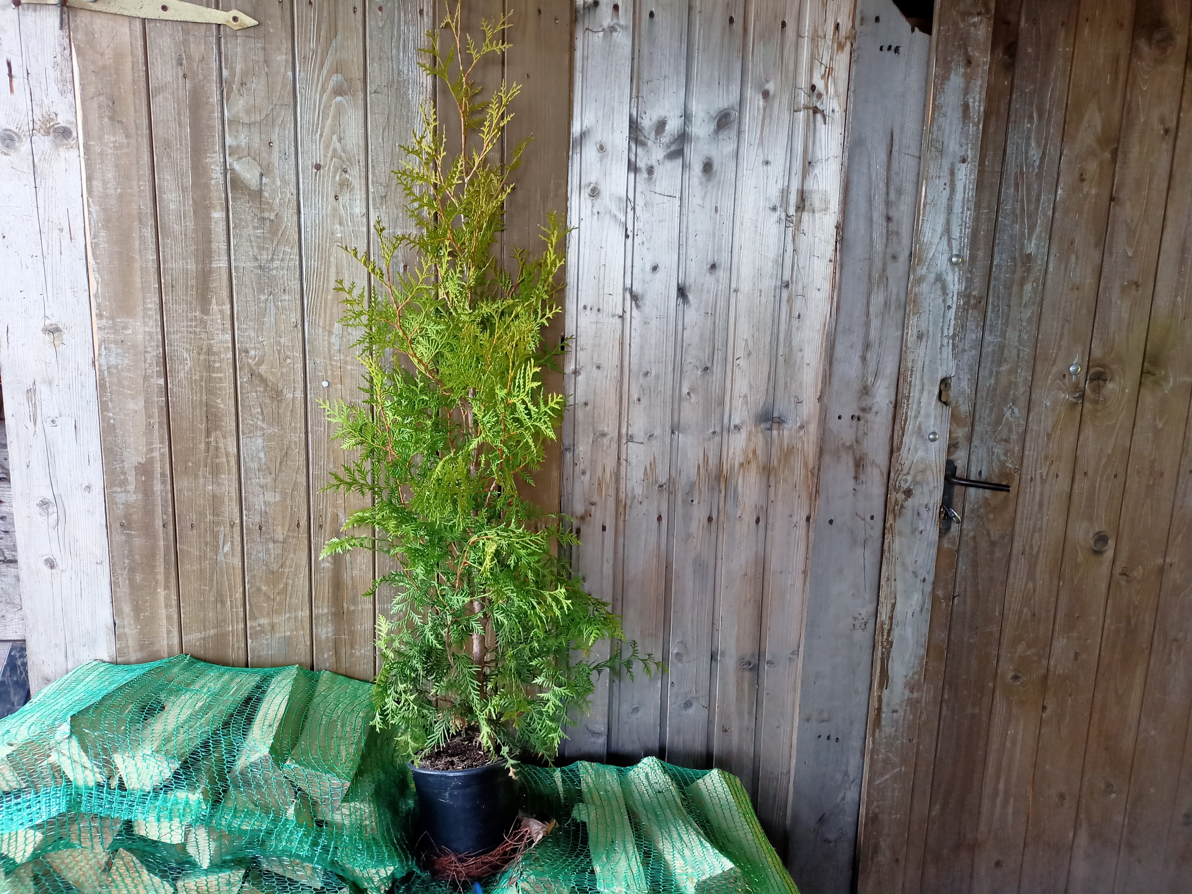 Thůje "THUJA OCCIDENTALIS BRABANT"