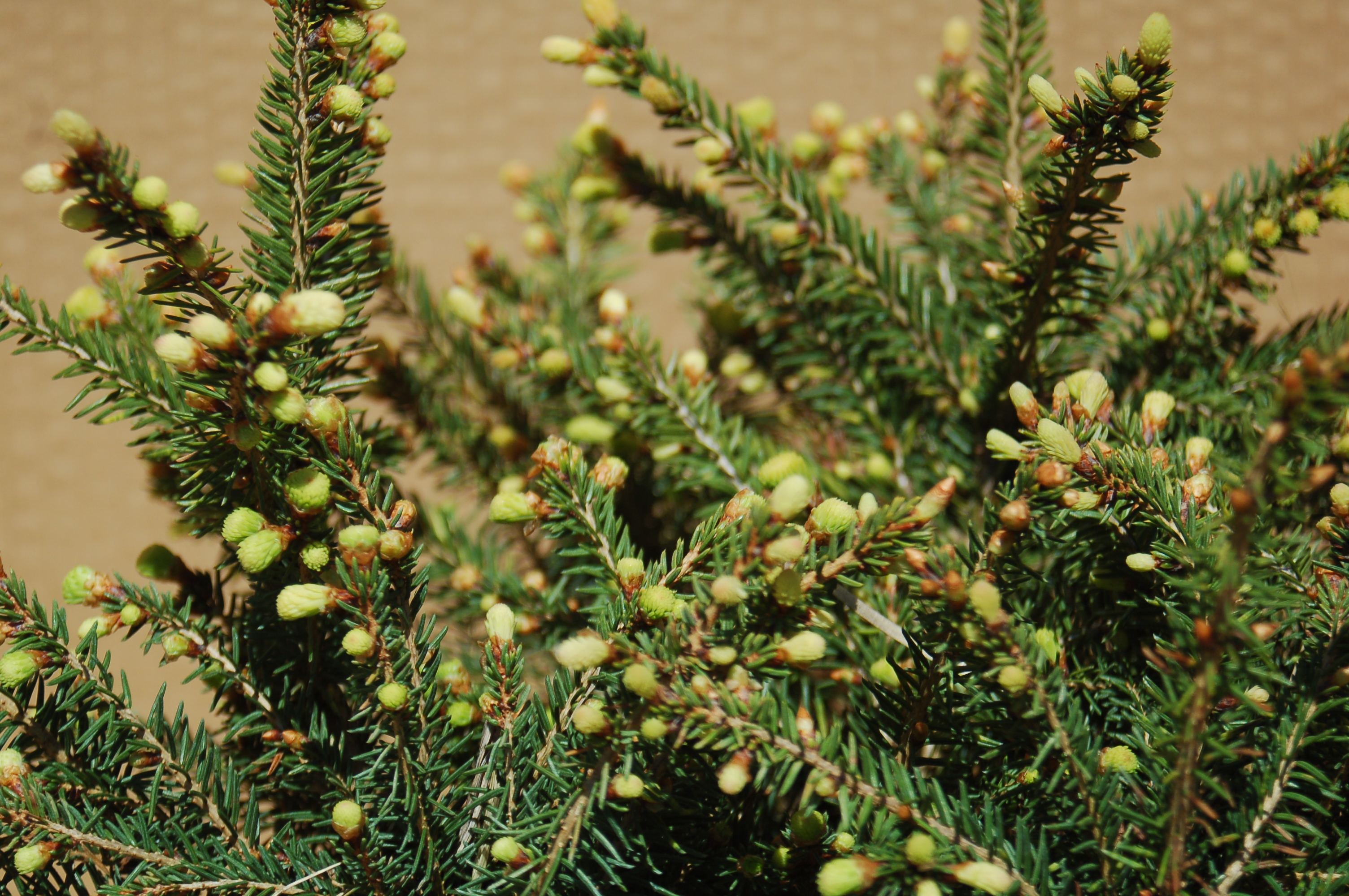 Smrk "PICEA ABIES NIDIFORMIS"