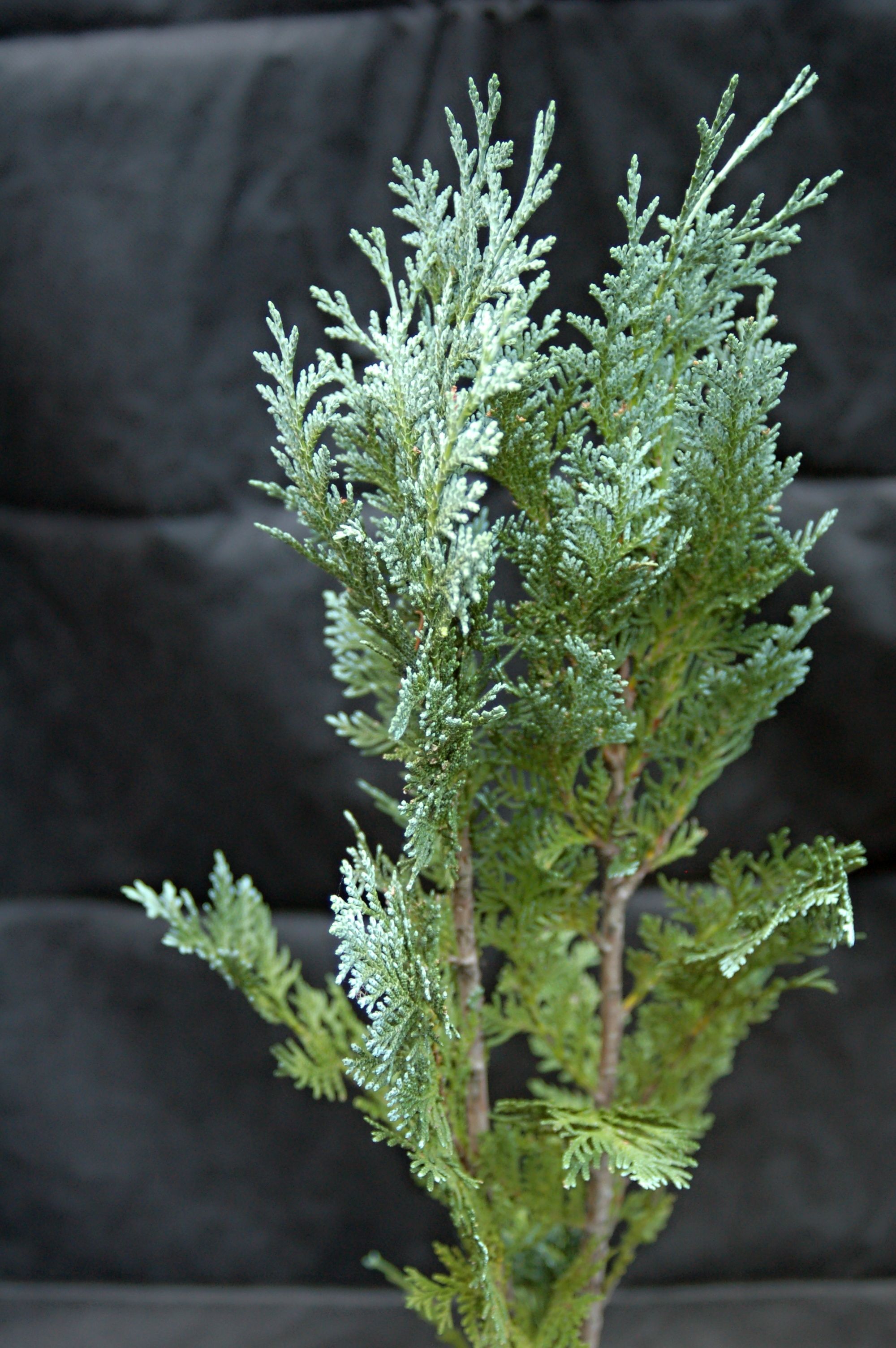 Cypřišek "CHAMAECYPARIS LAWSONIANA VAN PELT BLUE", výška cca 80 cm