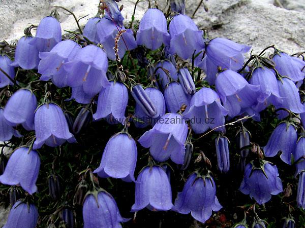 Zvonek lžičníkolistý "CAMPANULA COCHLEARIIFOLIA"