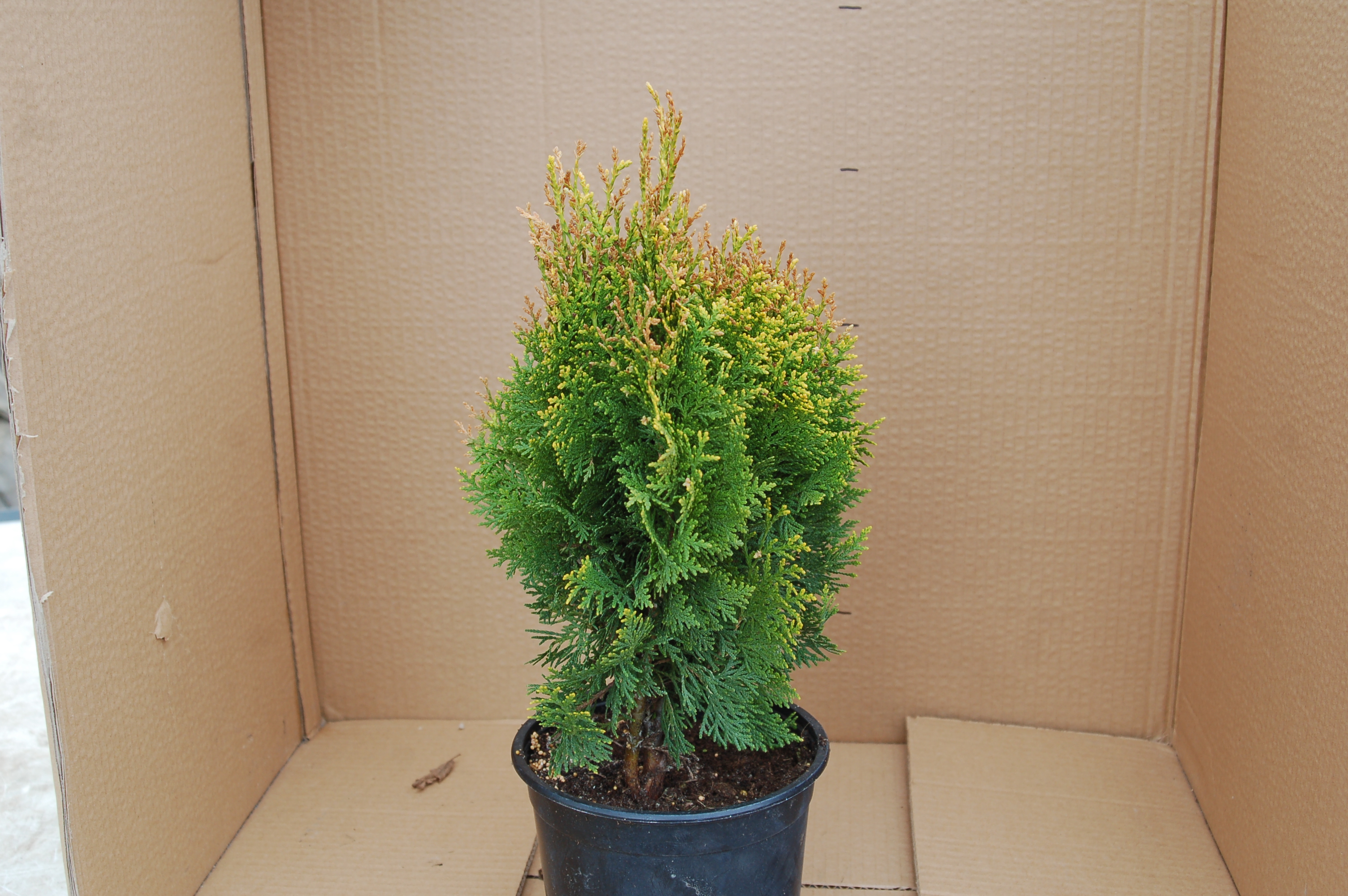 Thůje "THUJA OCCIDENTALIS DANICA"