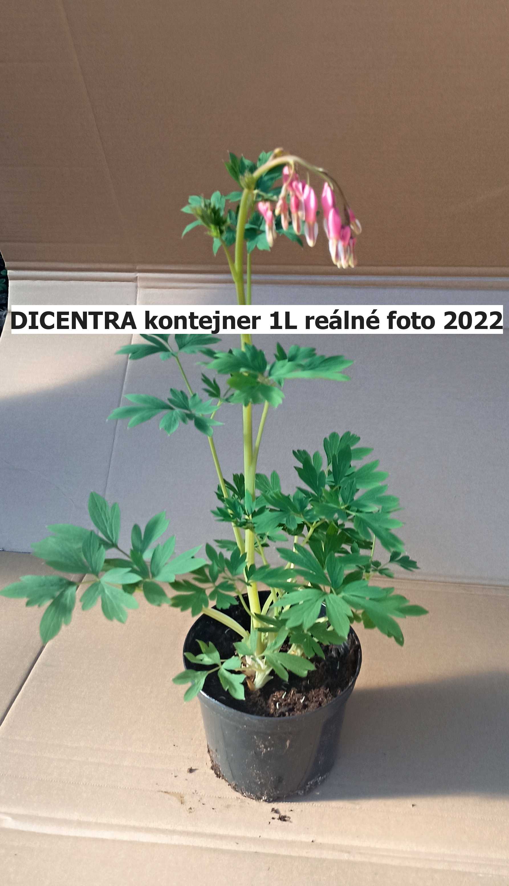 Srdcovka nádherná "DICENTRA SPECTABILIS"