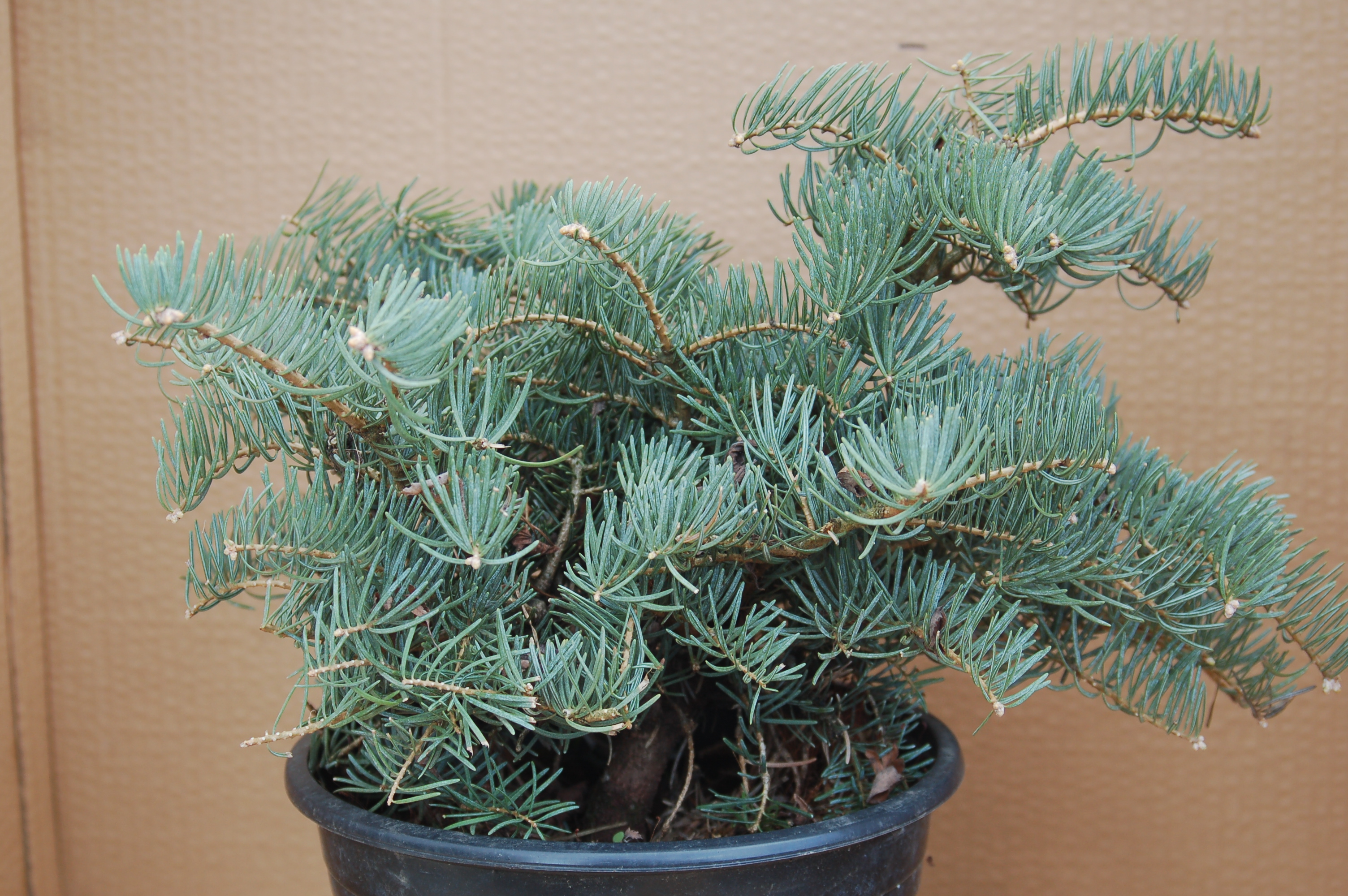 Jedle ojíněná "ABIES CONCOLOR COMPACTA"