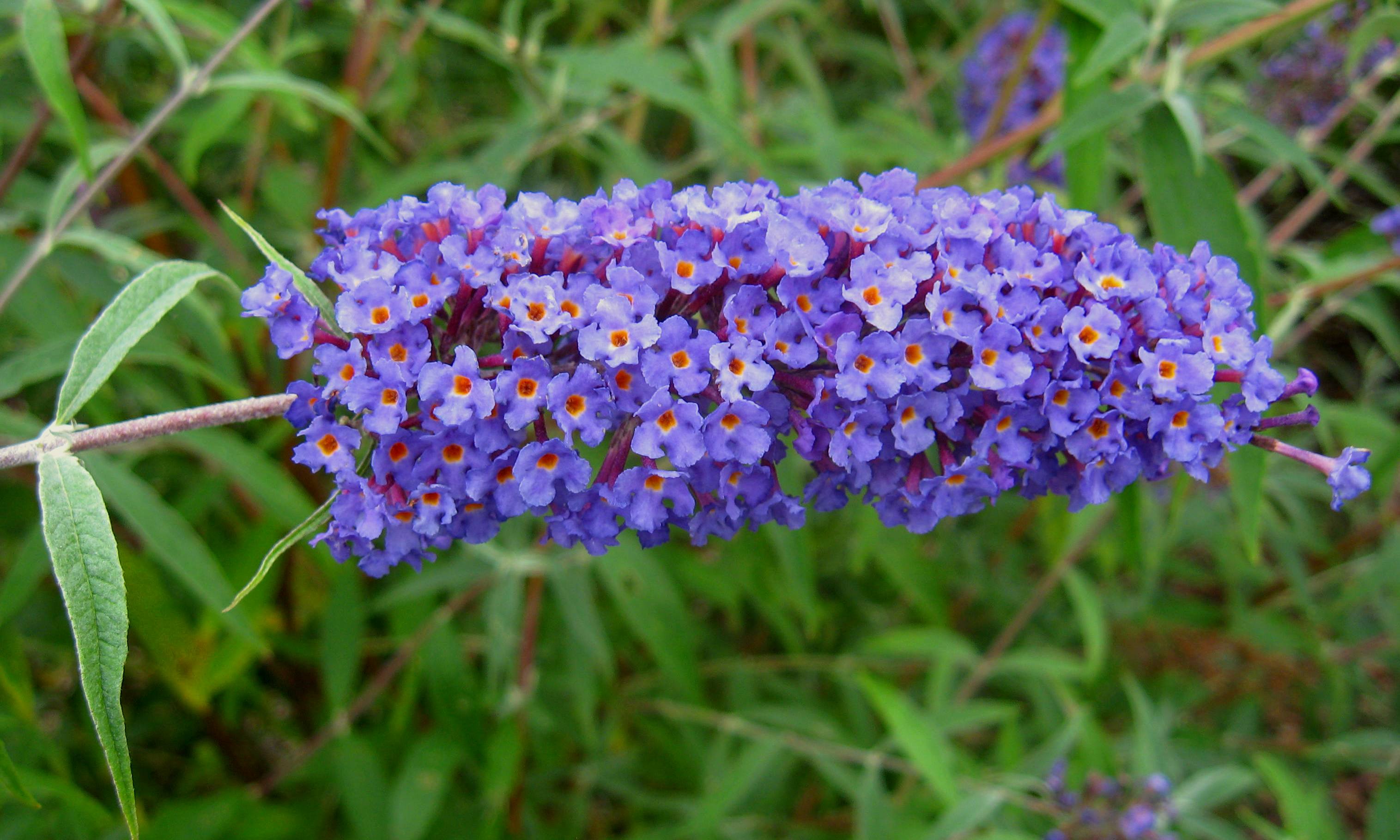 Komule Davidova "BUDDLEJA DAVIDII NANHO BLUE"