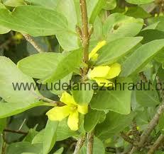 Zlatice prostřední, zlatý déšť "FORSYTHIA INTERMEDIA"