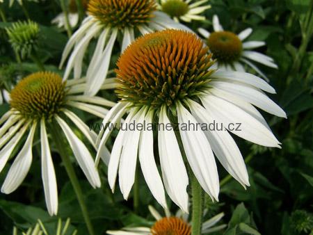 Třapatka bílá "ECHINACEA PURPUREA ALBA WHITE SWAN"