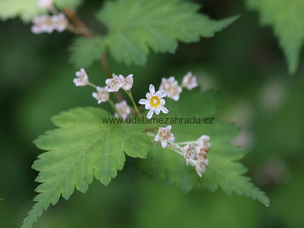 Korunatka "STEPHANANDRA INCISA" 