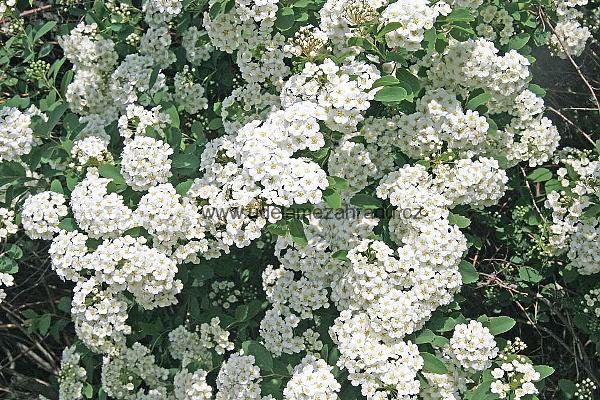 Tavolník "SPIRAEA VANHOUTTEI"