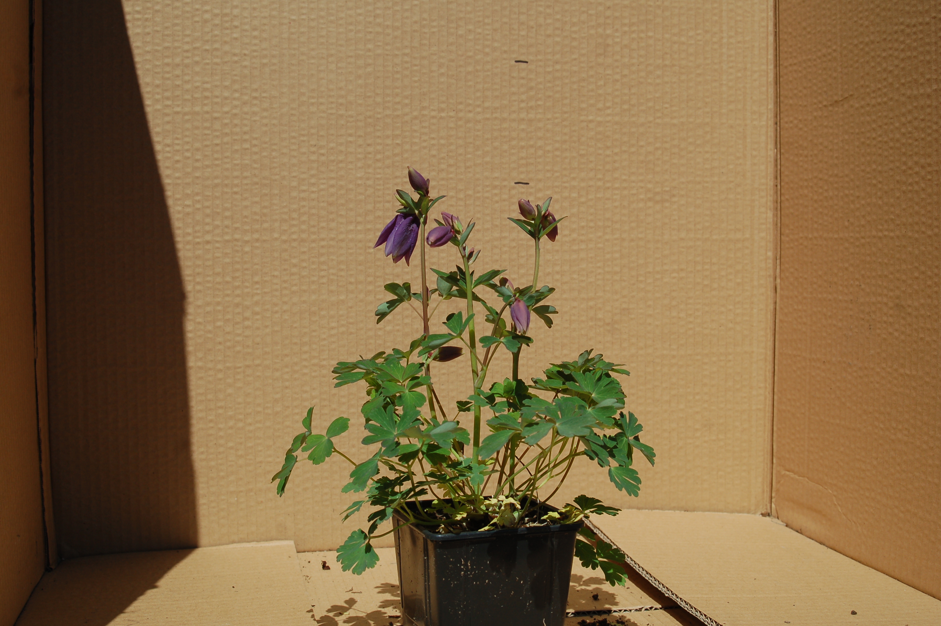 Orlíček fialový "AQUILEGIA VULGARIS"