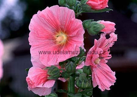 Topolovka růžová "ALCEA ROSEA"