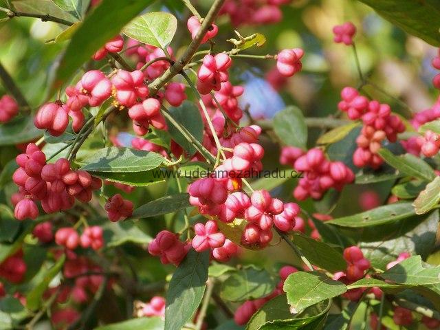 Brslen Evropský "EUONYMUS EUROPAEUS"