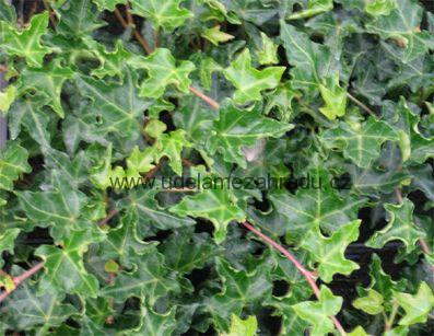 Břečťan "HEDERA HELIX IVALACE"