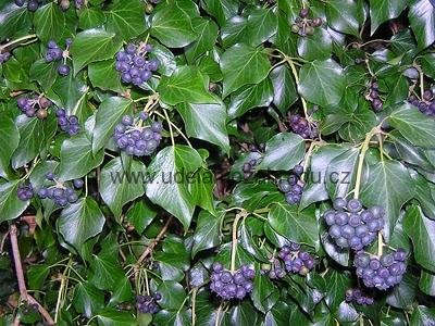 Břečťan "HEDERA HELIX HIBERNICA"