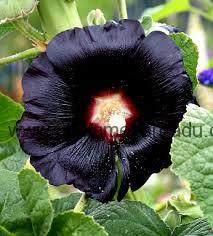 Topolovka černá "ALCEA ROSEA NIGRA"