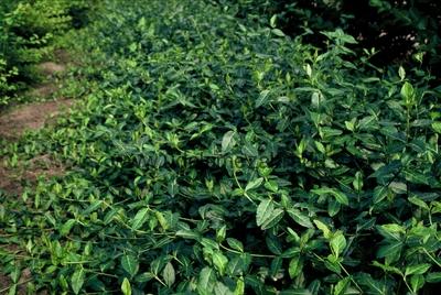Brslen Fortuneův "EUONYMUS FORTUNEI DARTS BLANKET"