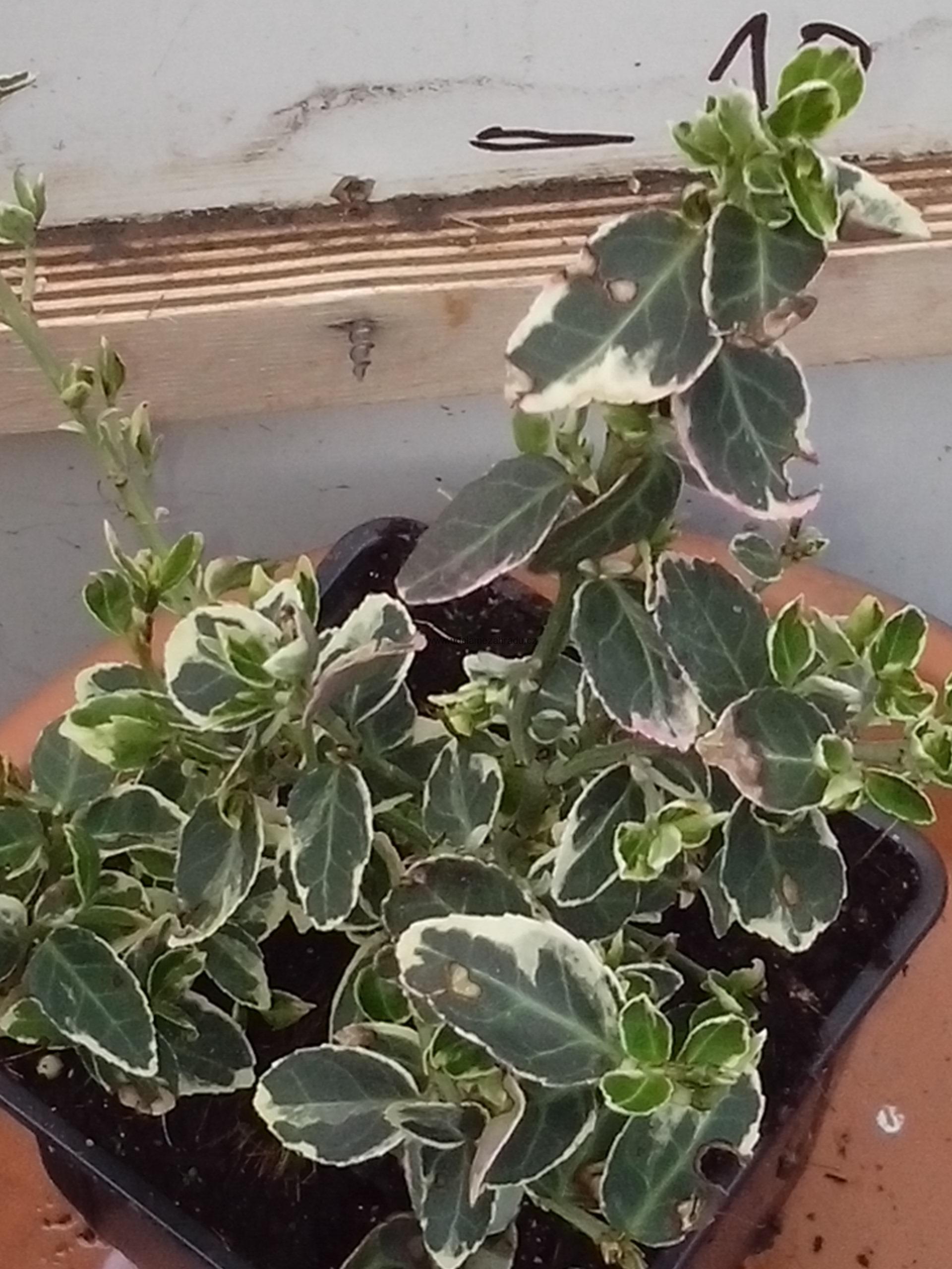 Brslen Fortuneův "EUONYMUS FORTUNEI EMERALD GAIETY"