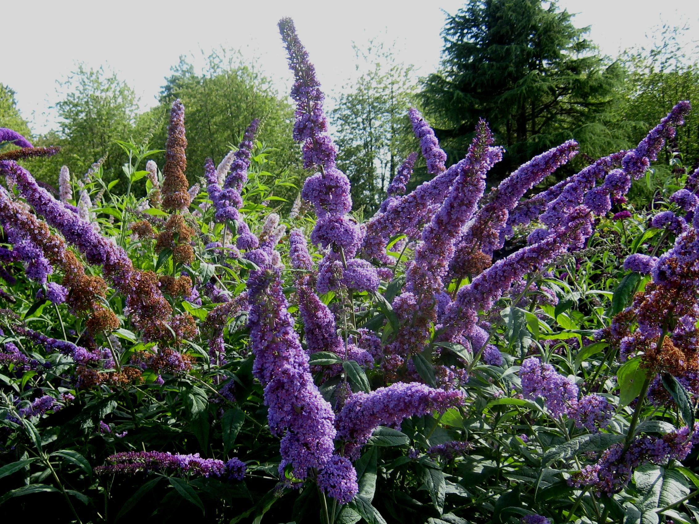 Komule Davidova "BUDDLEJA DAVIDII ORCHID BEAUTY"