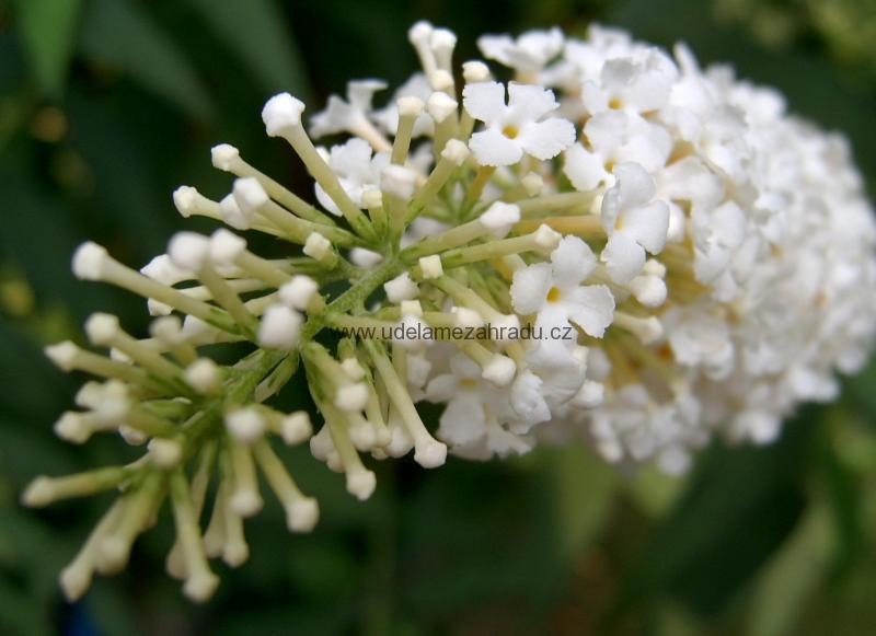 Komule Davidova "BUDDLEJA DAVIDII NANHOENSIS ALBA"