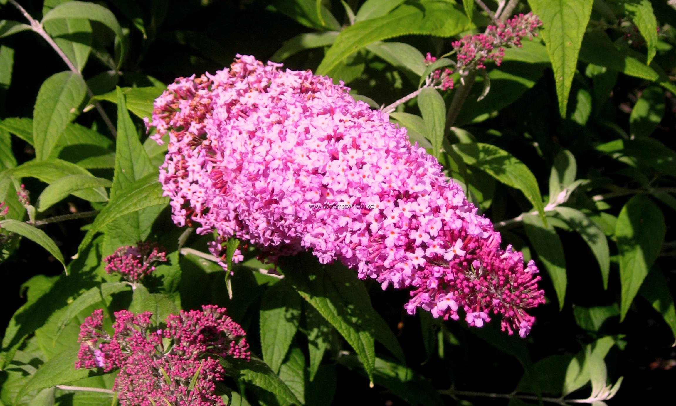 Komule Davidova "BUDDLEJA DAVIDII PINK DELIGHT"