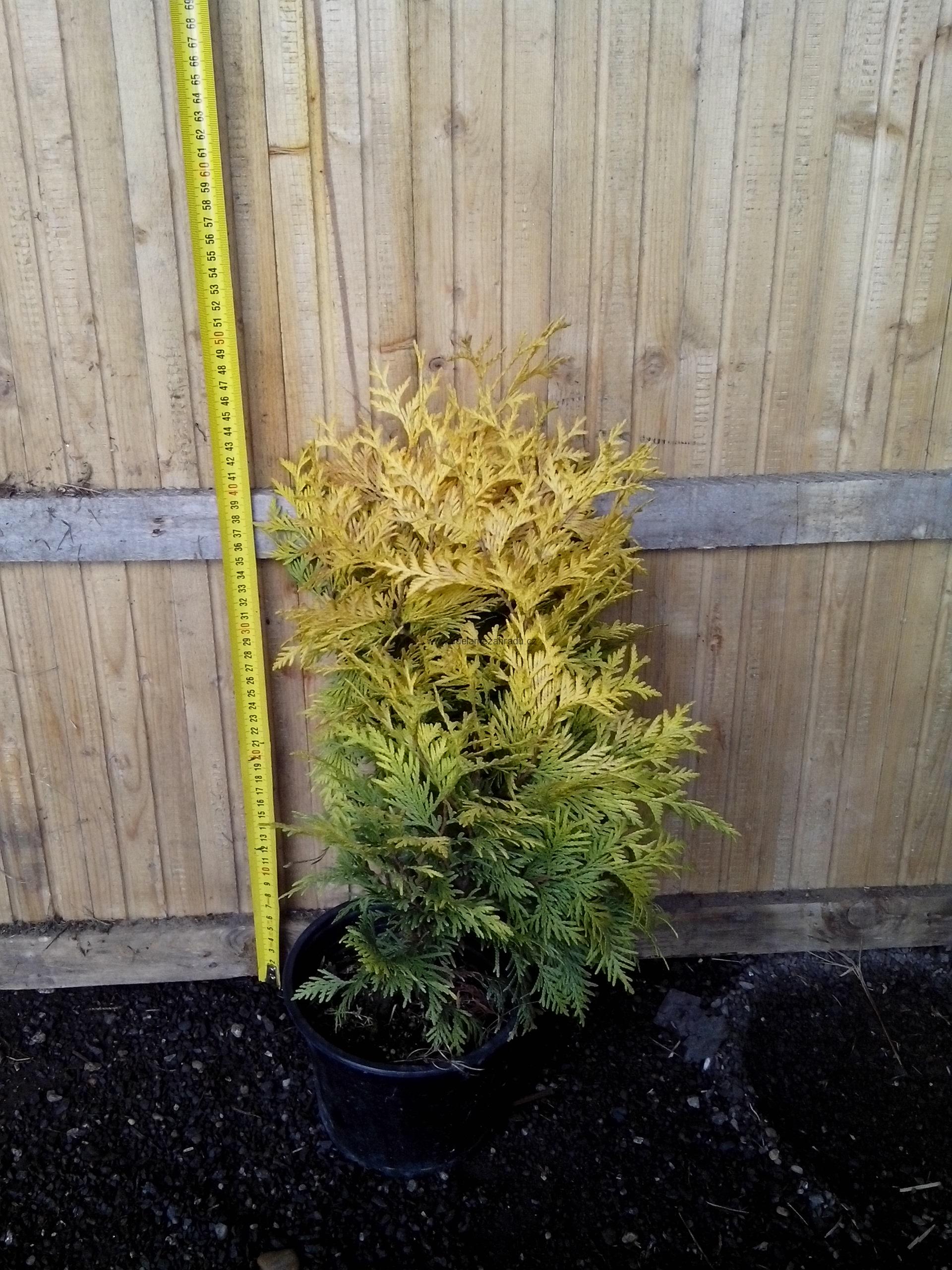 Thůje "THUJA OCCIDENTALIS SUNKIST"