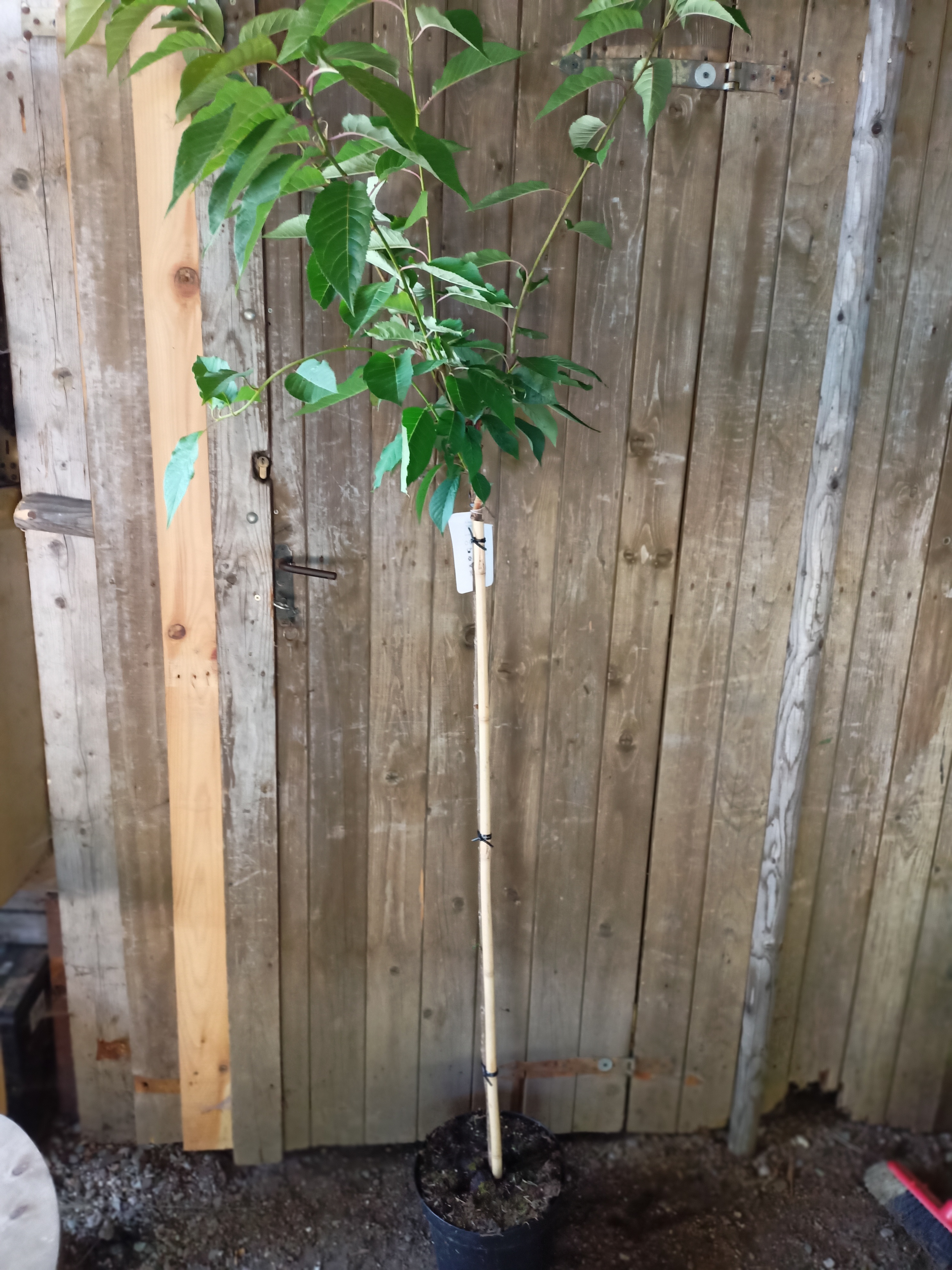 Okrasná třešeň Sakura "PRUNUS SERRULATA KIKU- SHIDARE SAKURA", výška + 120 cm