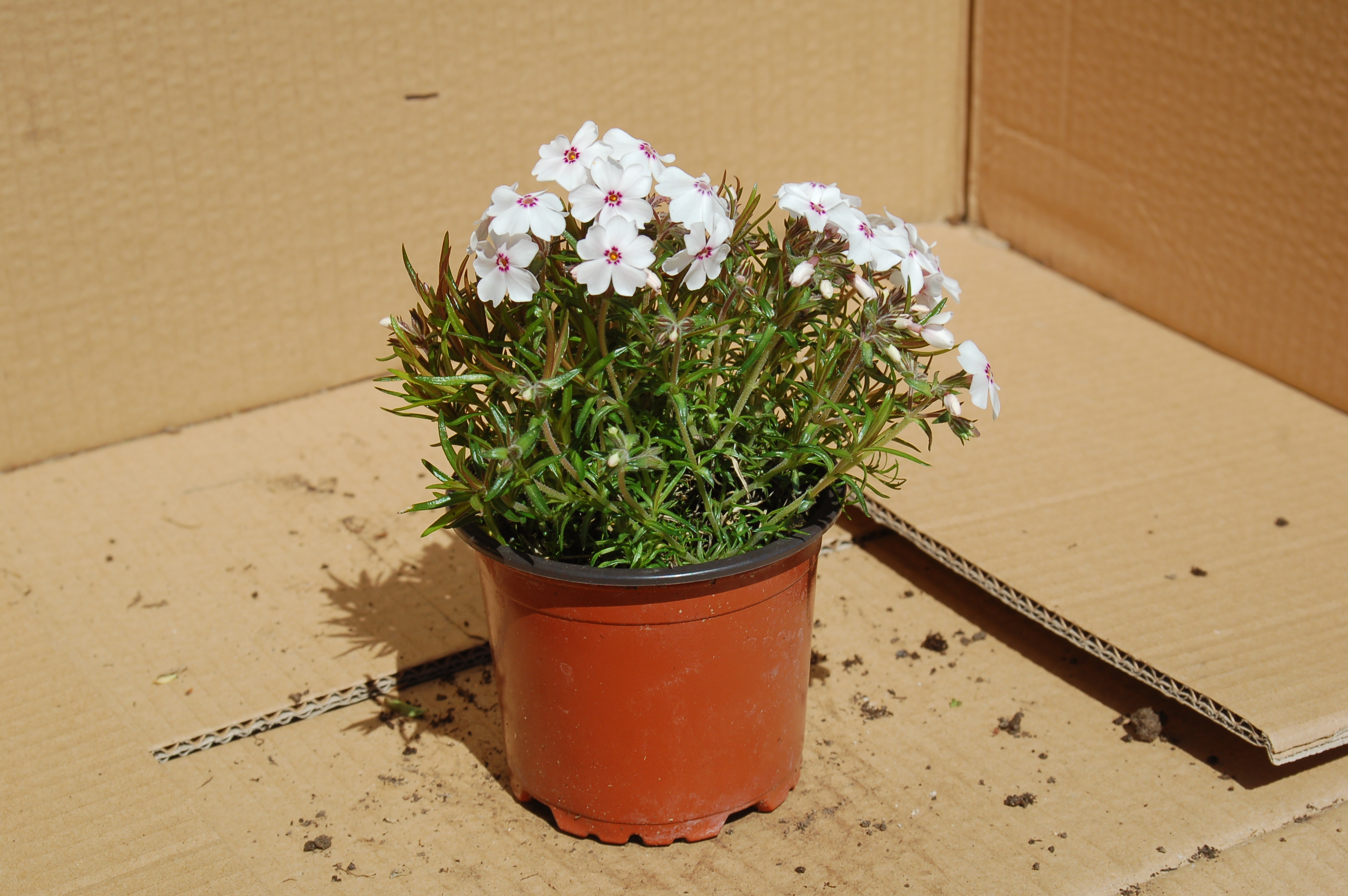Plamenka šídlolistá "PHLOX SUBULATA", více variant