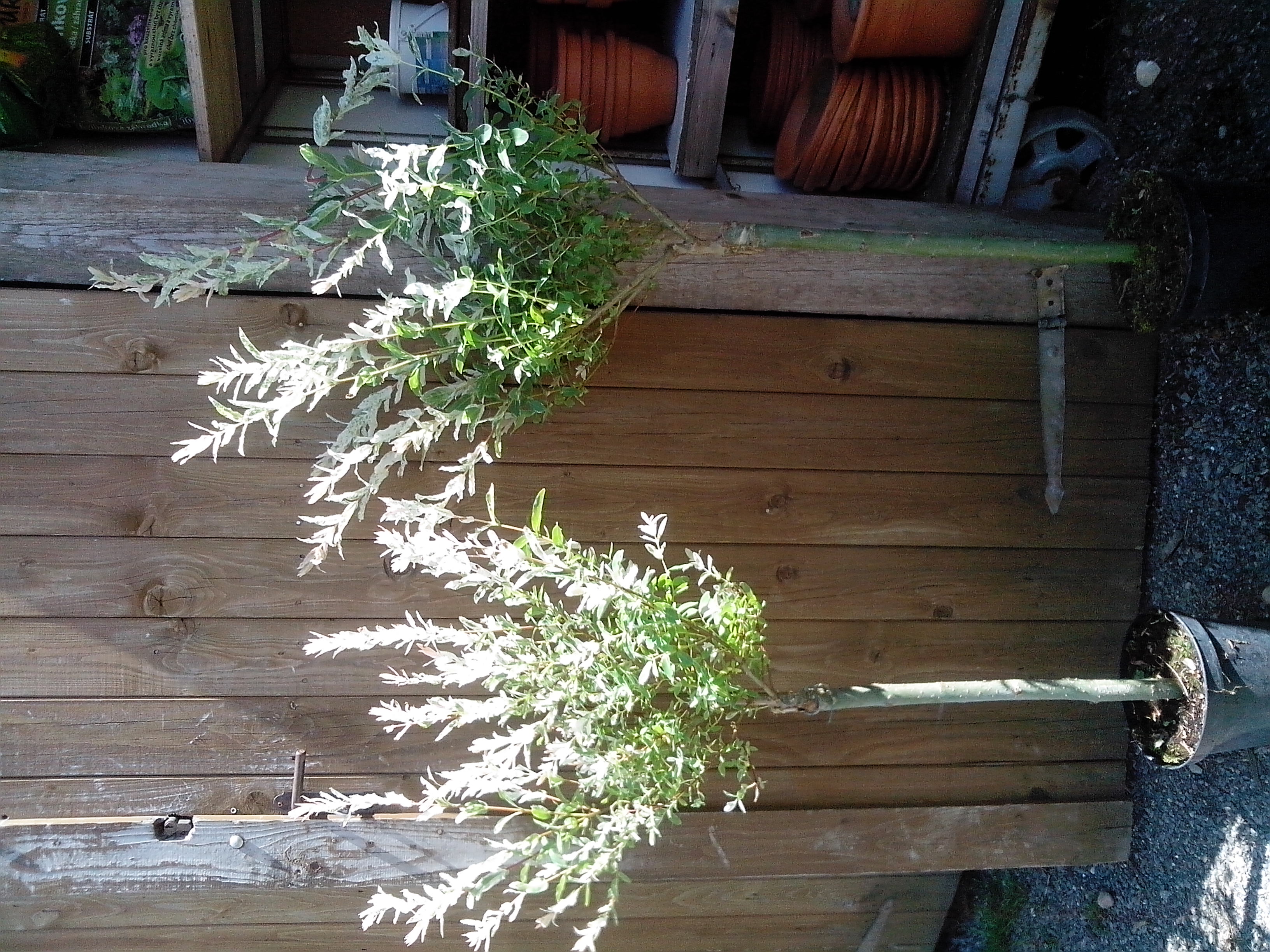 Vrba Japonská "SALIX INTEGRA HAKURO NISHIKI",  kmínek  80 cm 