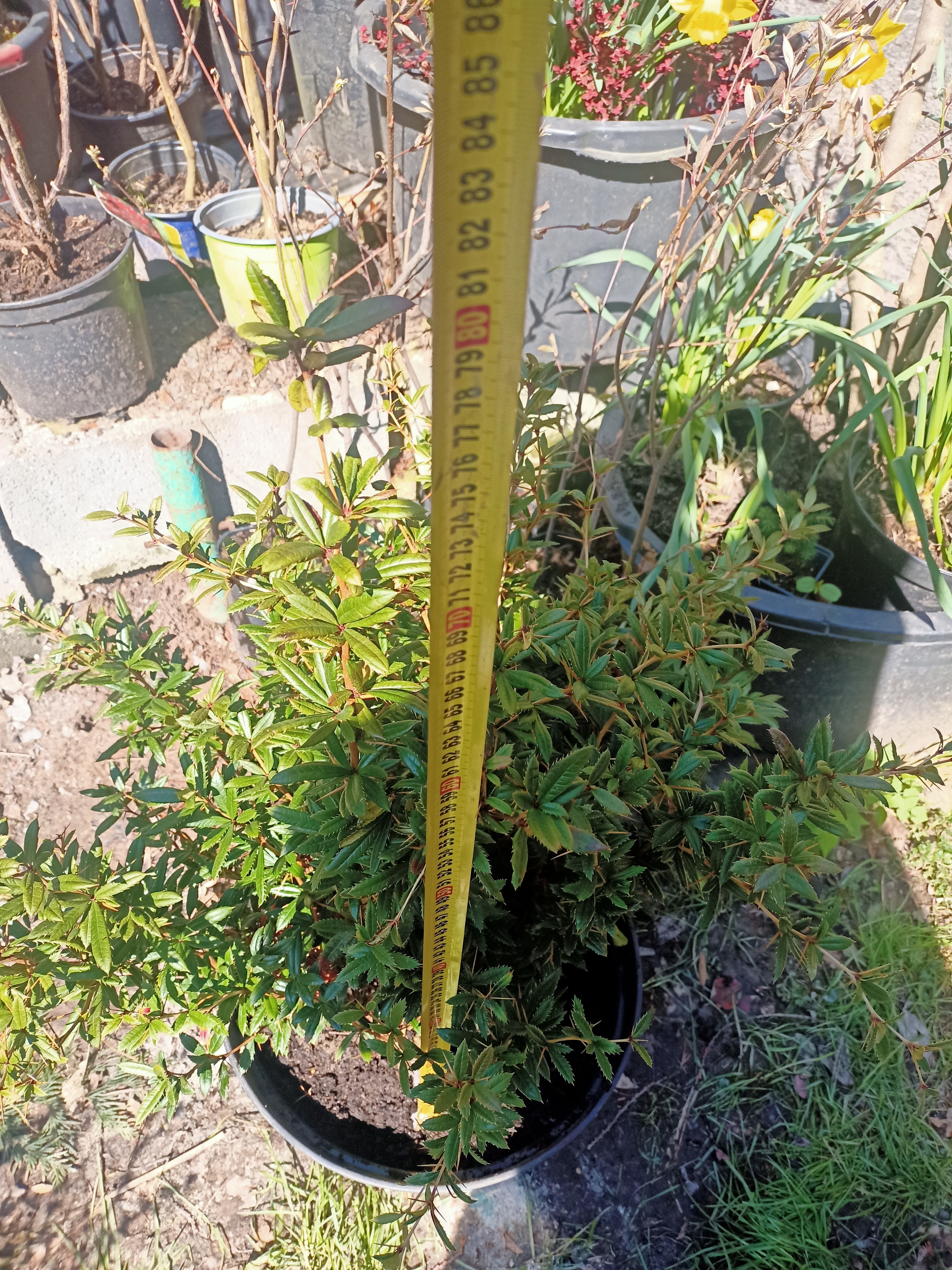 Dřišťál Juliin "BERBERIS JULIANAE" C20l