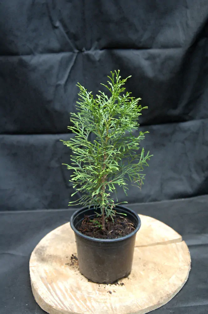 Thuja "OCCIDENTALIS SMARAGD"