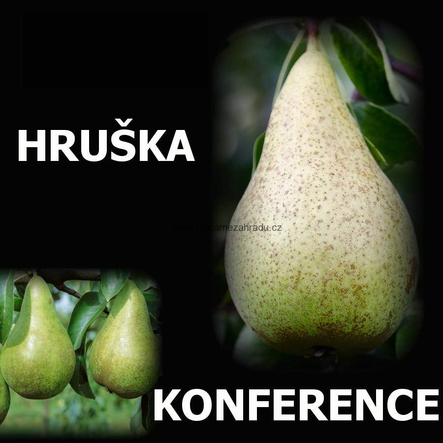 A - vzrostlé ovocné stromy HRUŠKA