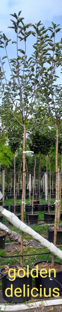 A- vzrostlé stromy Jabloň GOLDEN DELICIOUS +250 cm