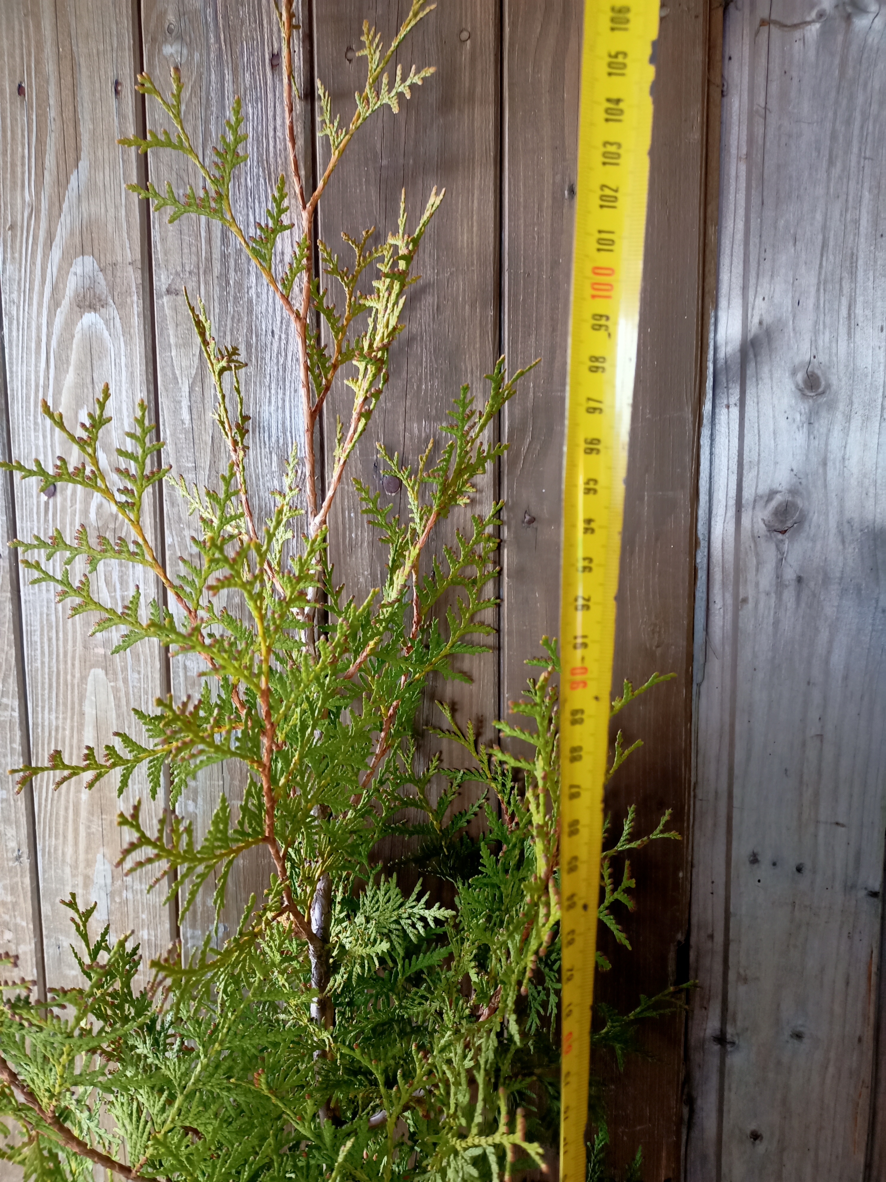 Thůje "THUJA OCCIDENTALIS BRABANT"