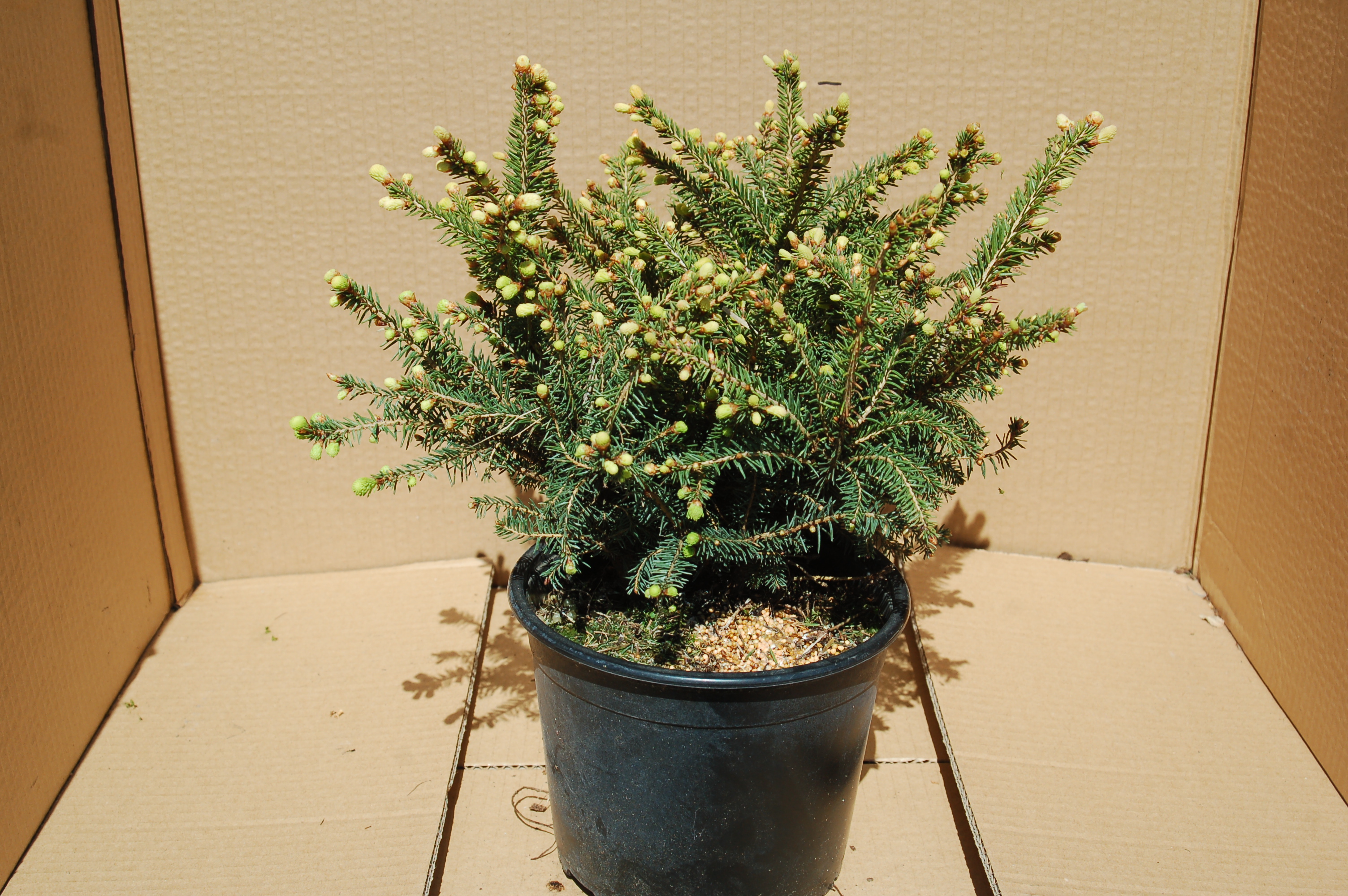 Smrk "PICEA ABIES NIDIFORMIS"