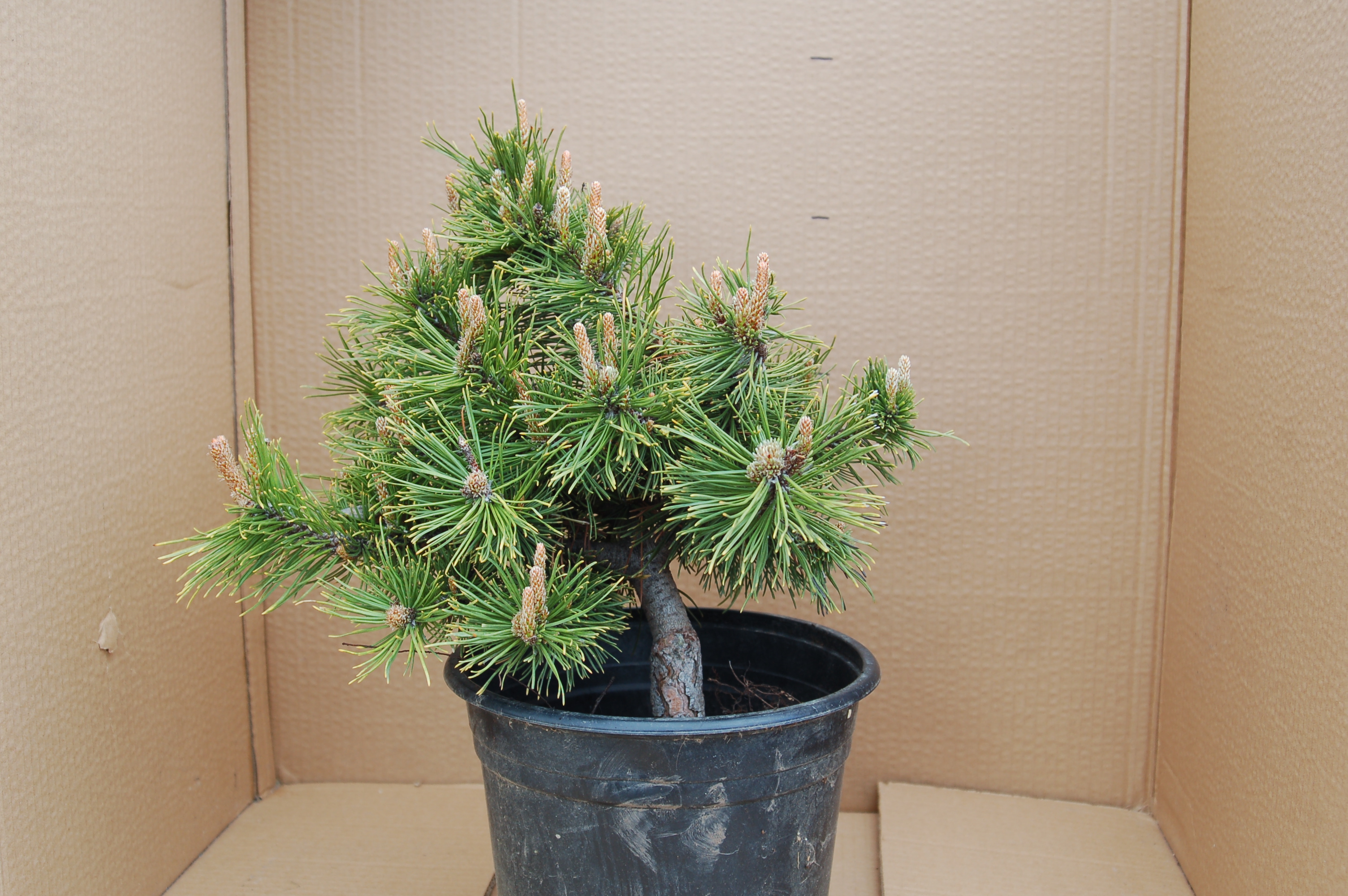 Borovice kleč "PINUS MUGO PUMILIO"