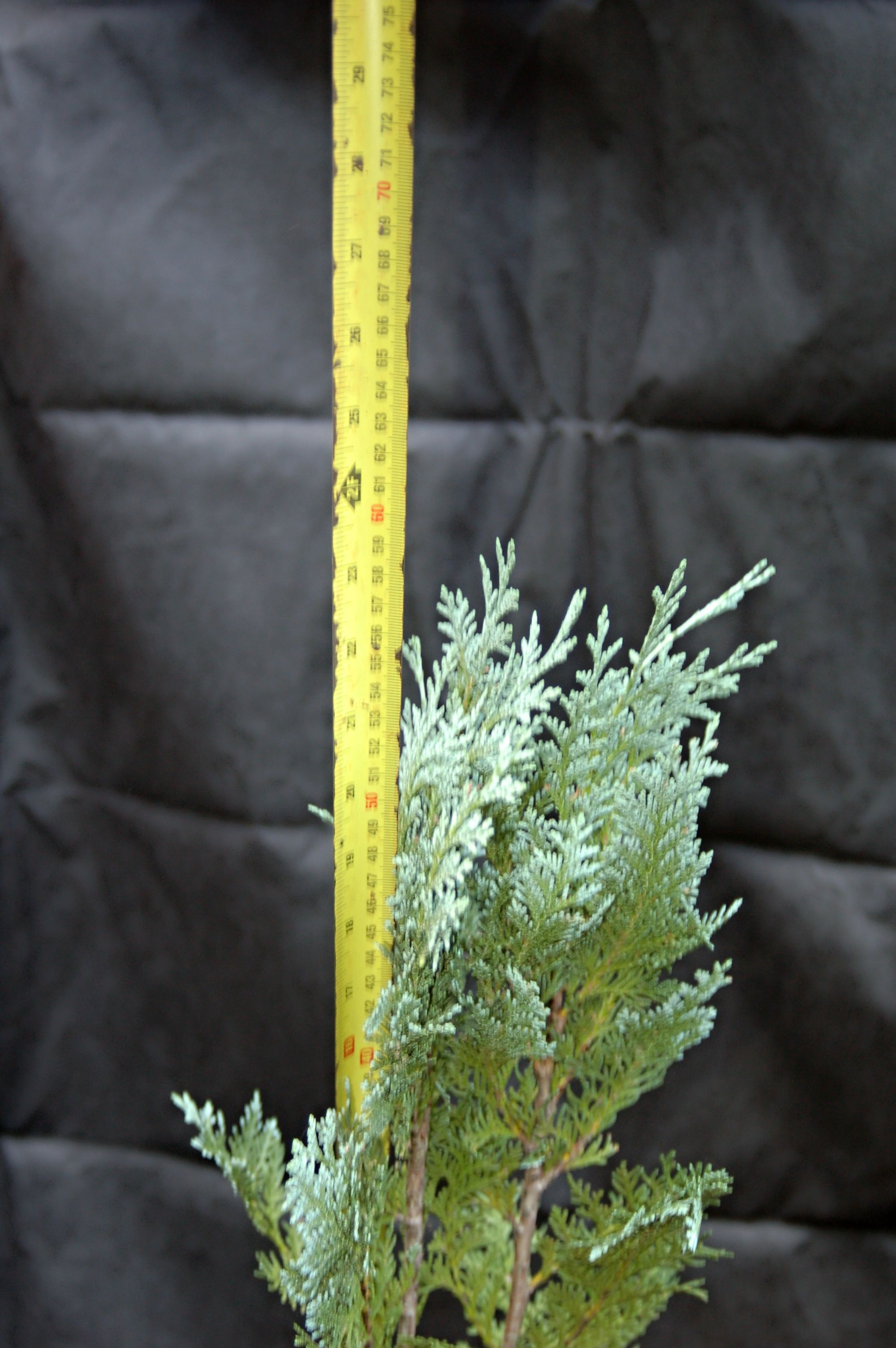 Cypřišek "CHAMAECYPARIS LAWSONIANA VAN PELT BLUE", výška cca 80 cm