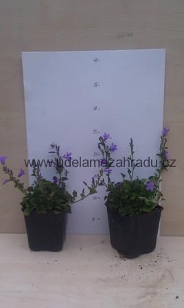 Zvonek lžičníkolistý "CAMPANULA COCHLEARIIFOLIA"