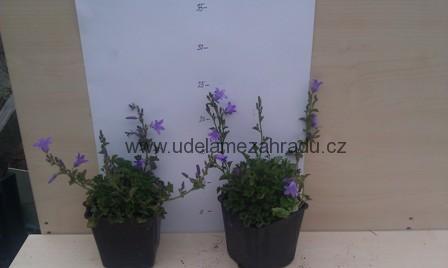 Zvonek bílý "CAMPANULA CARPATICA"