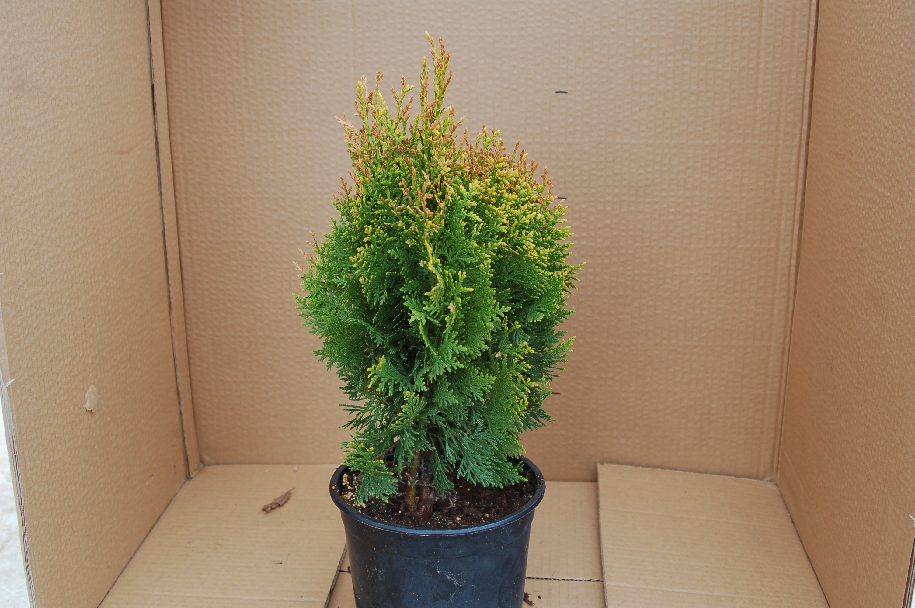 Thůje "THUJA OCCIDENTALIS DANICA"