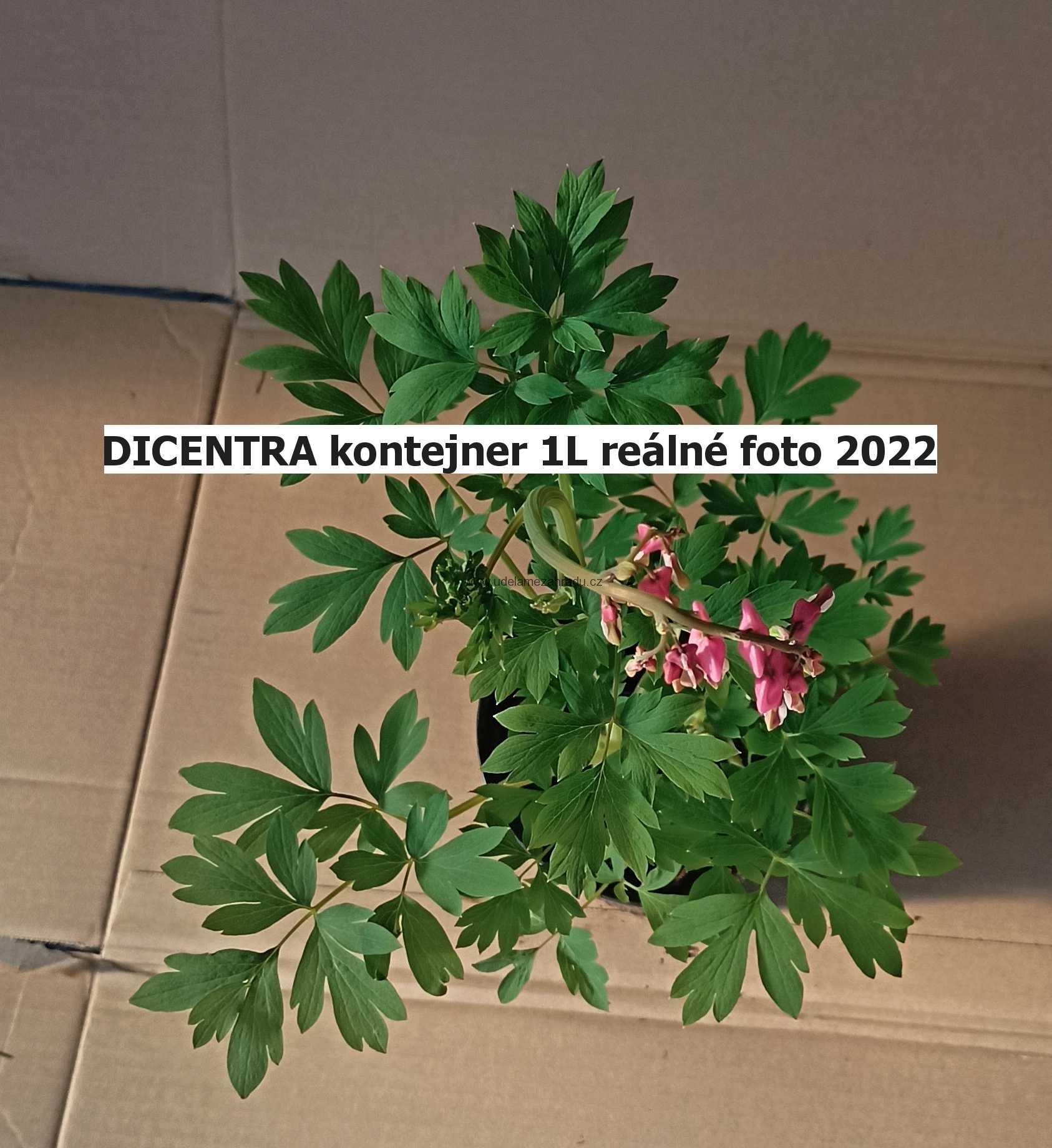 Srdcovka nádherná "DICENTRA SPECTABILIS"