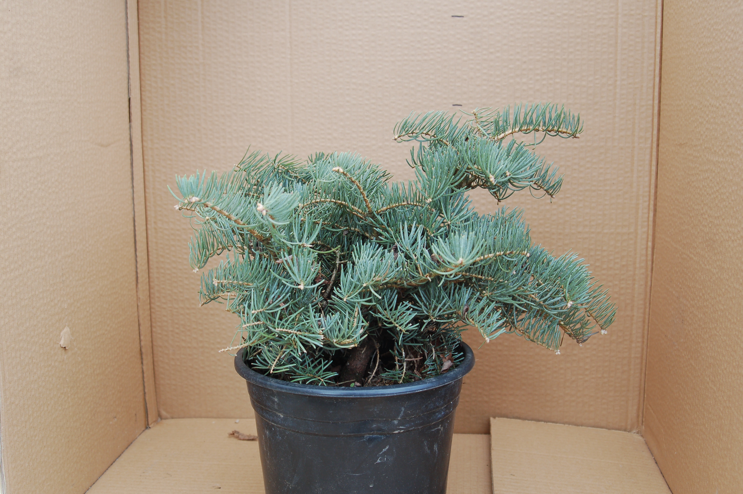 Jedle ojíněná "ABIES CONCOLOR COMPACTA"
