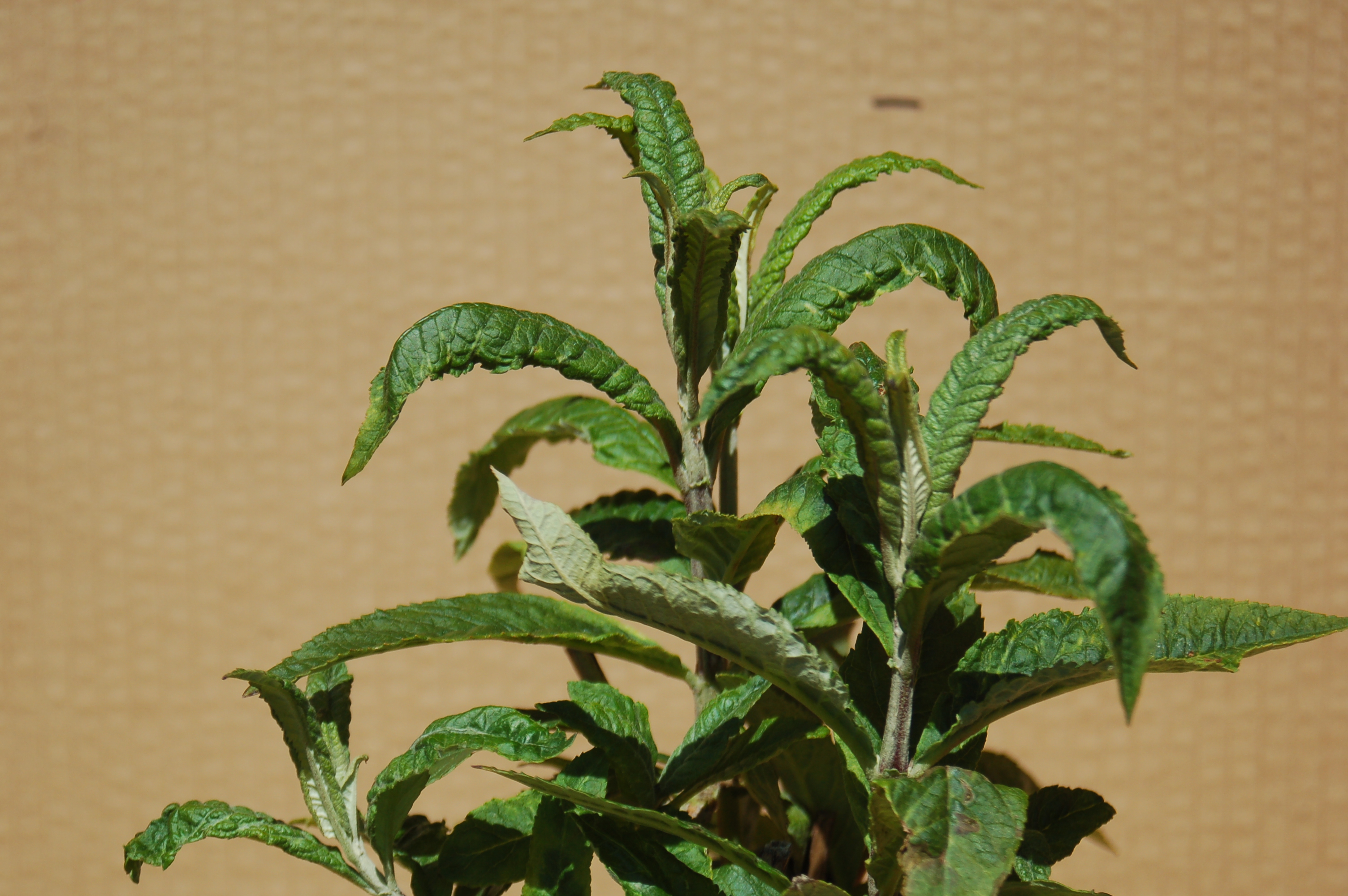 Komule Davidova "BUDDLEJA DAVIDII NANHO BLUE"