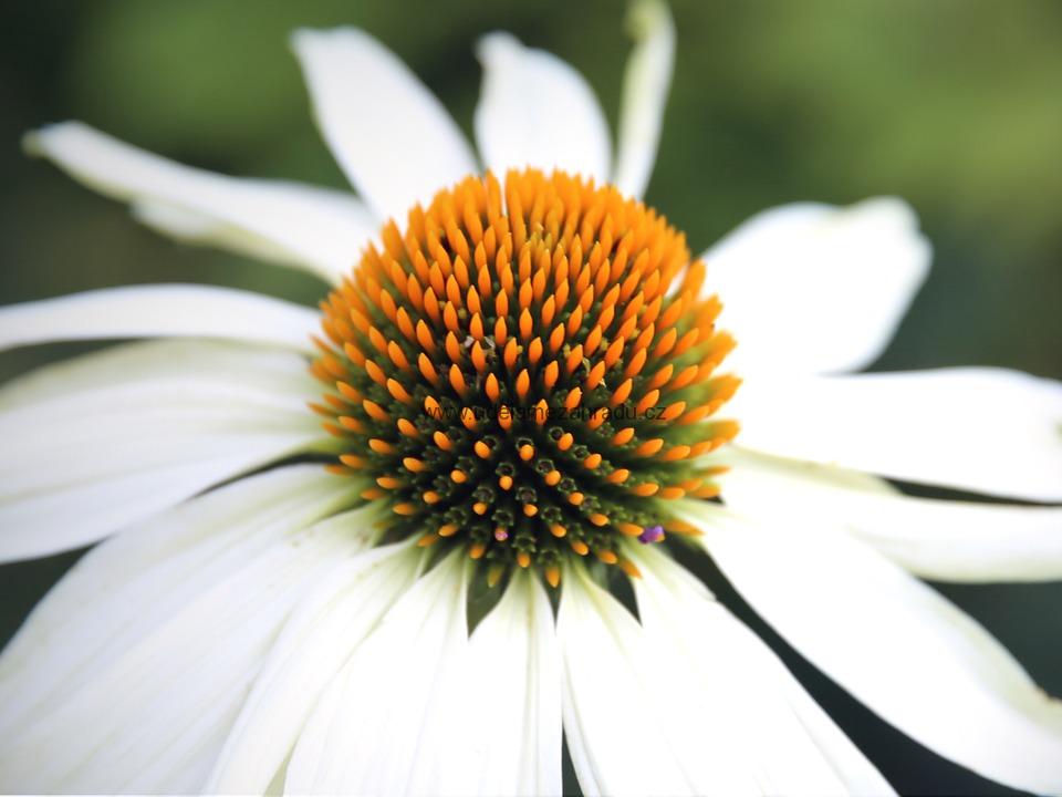 Třapatka bílá "ECHINACEA PURPUREA ALBA WHITE SWAN"