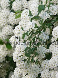 Tavolník "SPIRAEA VANHOUTTEI"