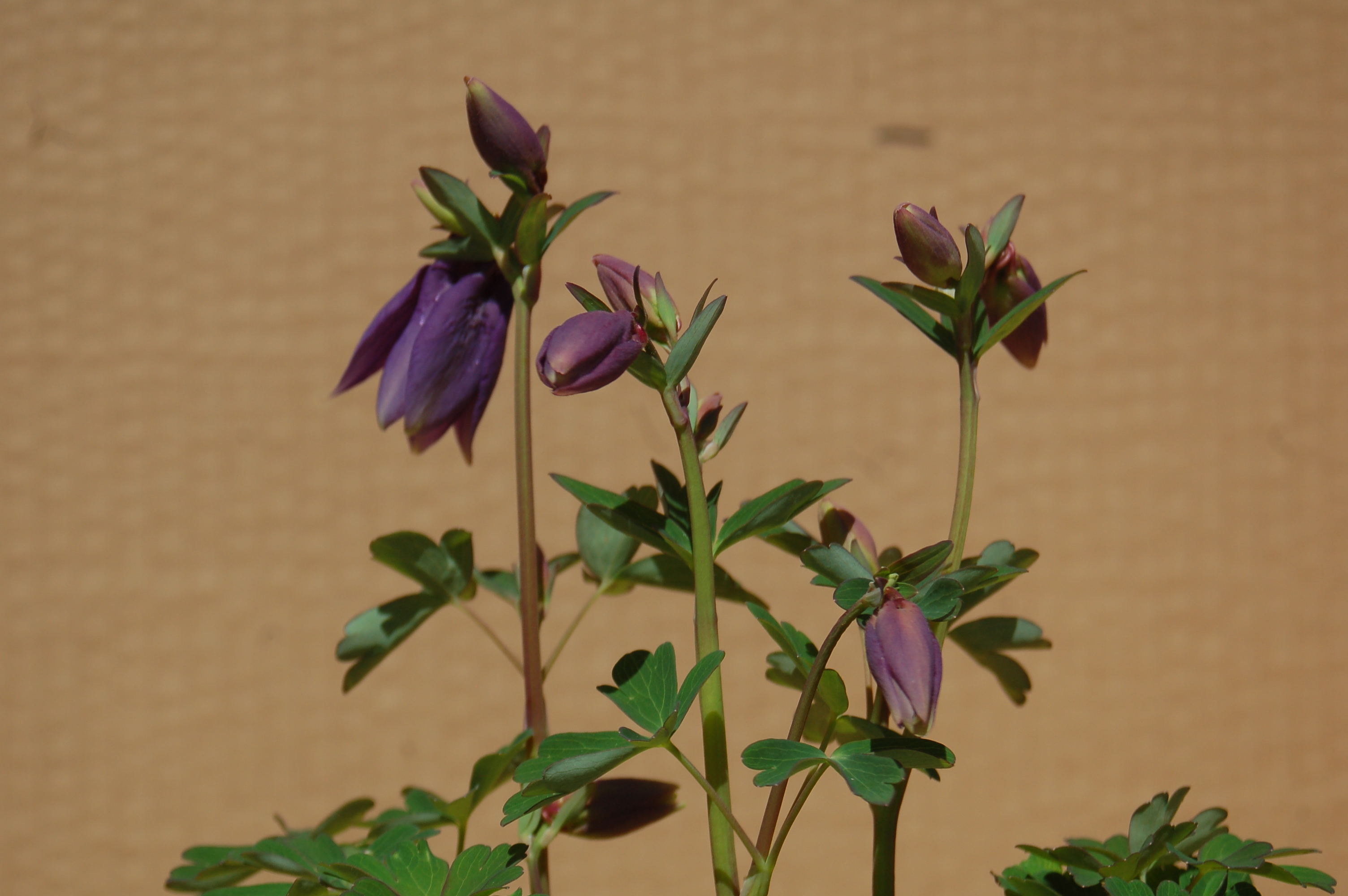 Orlíček fialový "AQUILEGIA VULGARIS"