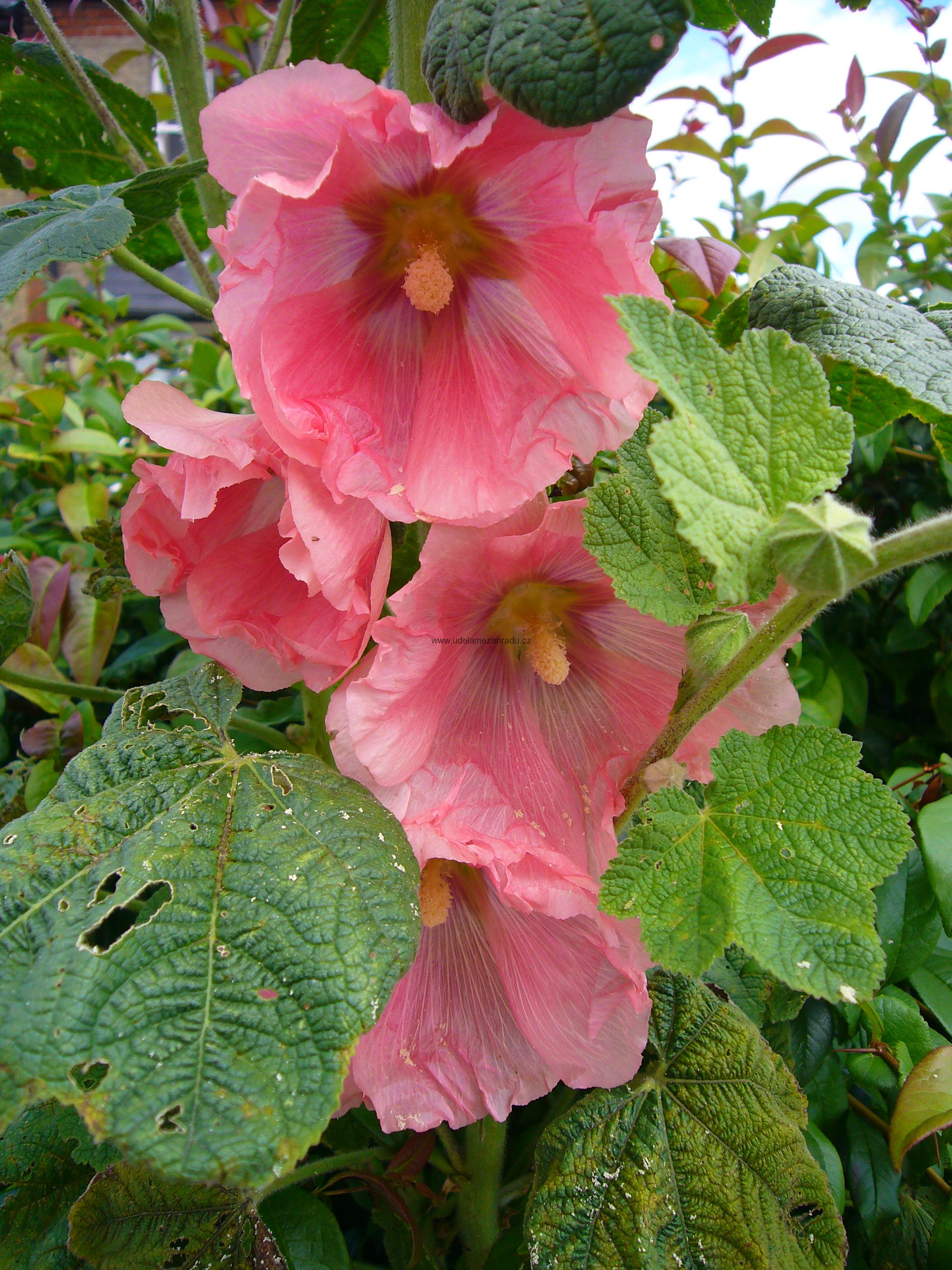 Topolovka růžová "ALCEA ROSEA"