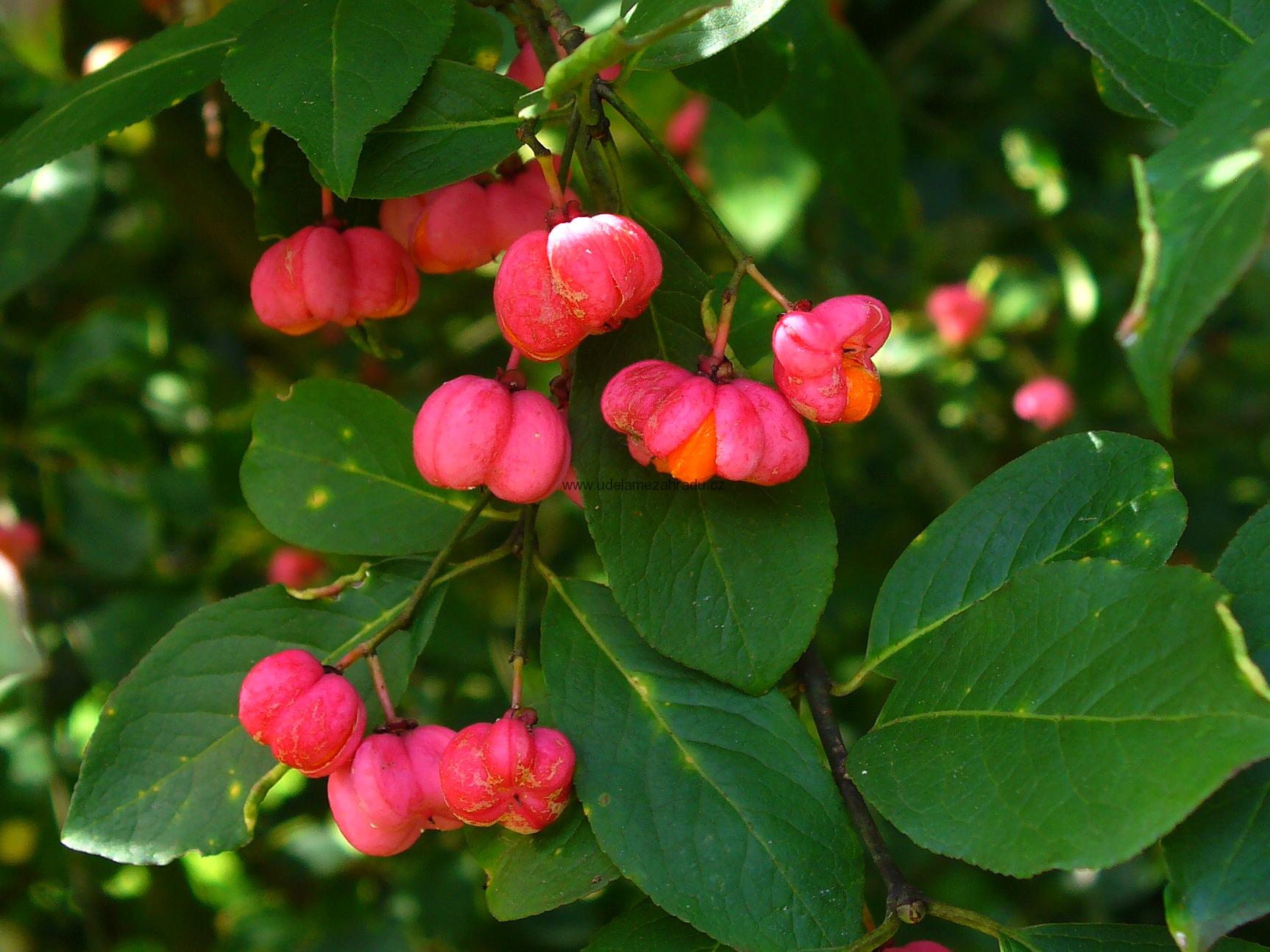Brslen Evropský "EUONYMUS EUROPAEUS"