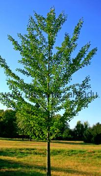 Jinan dvoulaločný "GINKGO BILOBA", výška + 200 cm