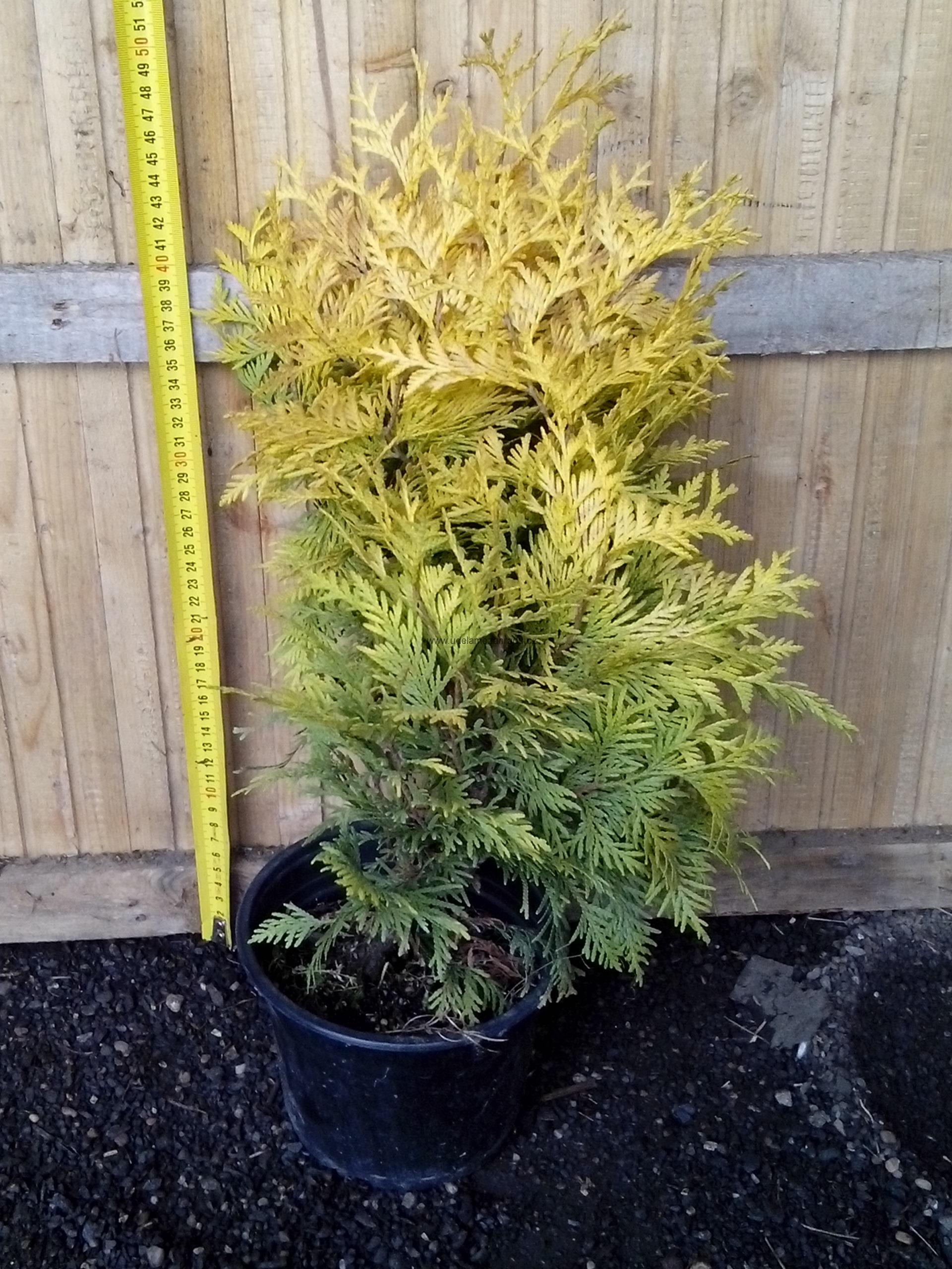 Thůje "THUJA OCCIDENTALIS SUNKIST"