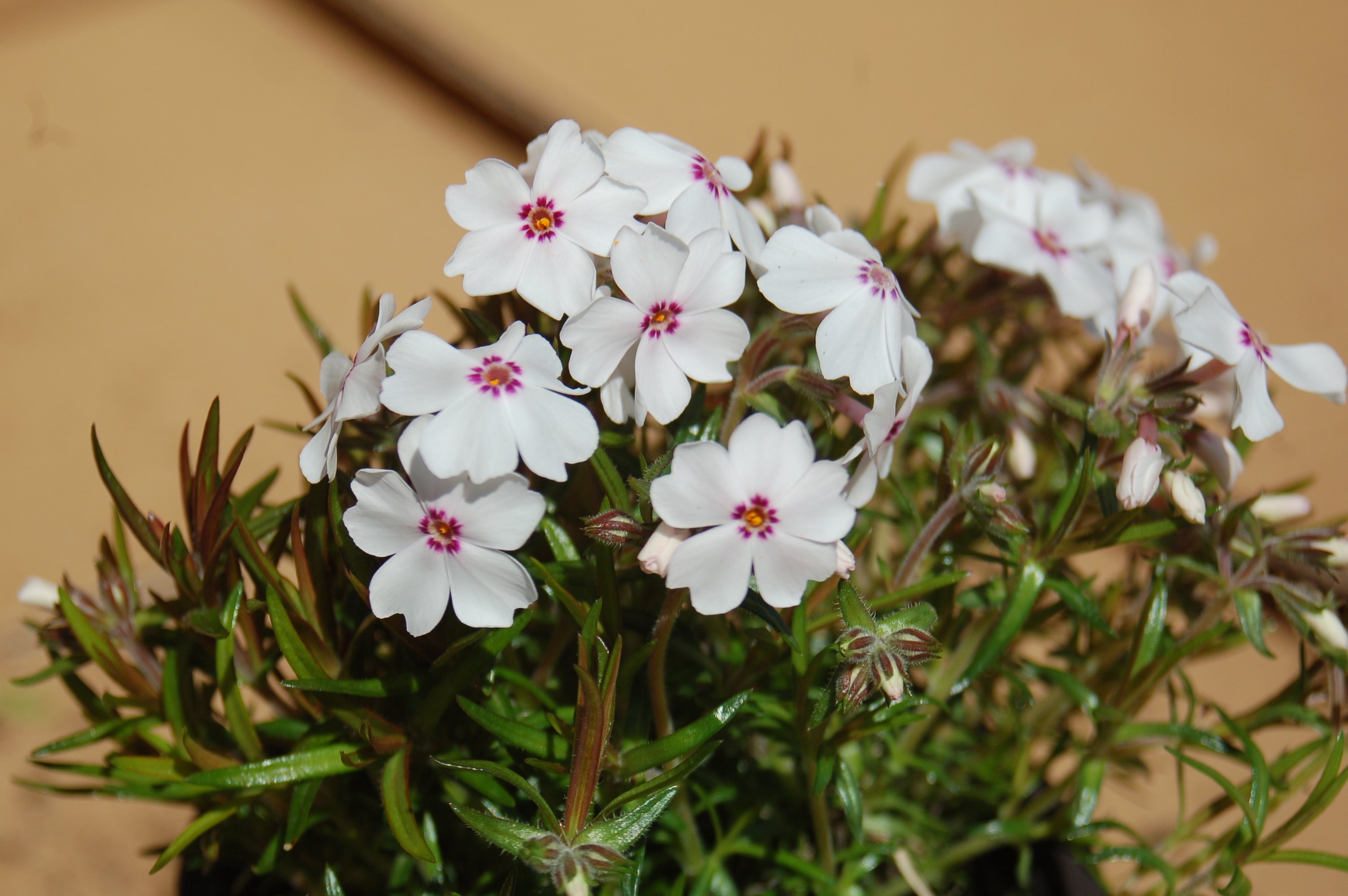 Plamenka šídlolistá "PHLOX SUBULATA", více variant